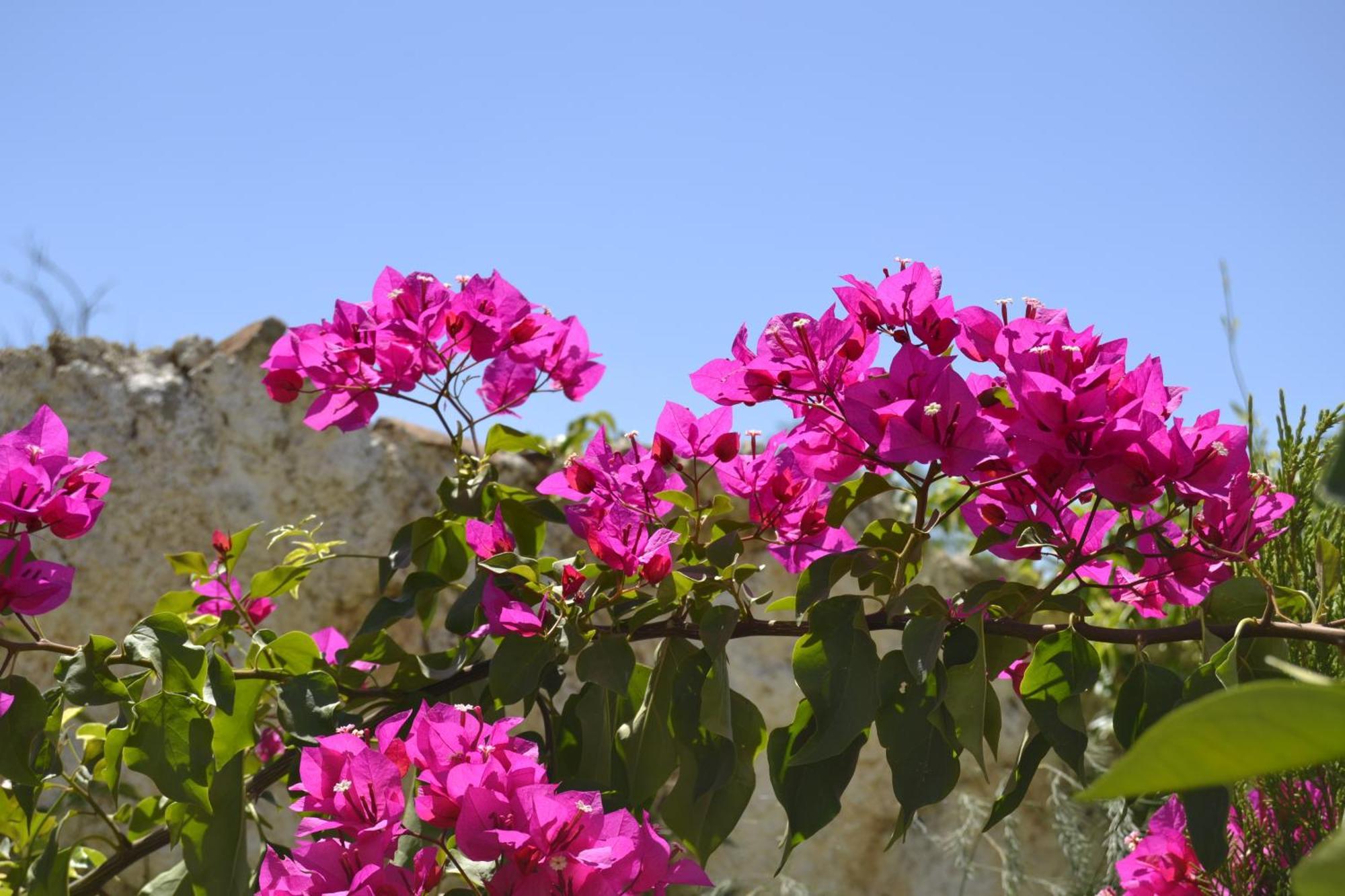 Casa Rural Tita Sacramento Hornachos Dış mekan fotoğraf